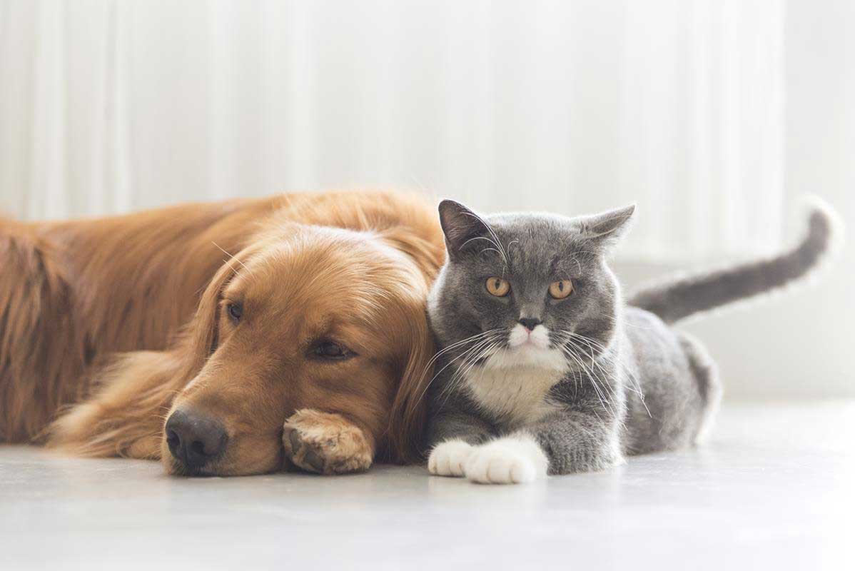 about our veterinary practice Salem, OR
