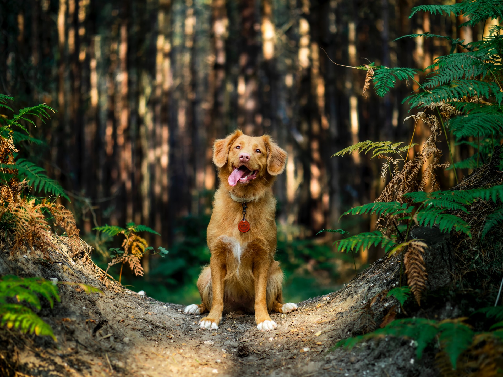 Veterinarian in Salem, OR