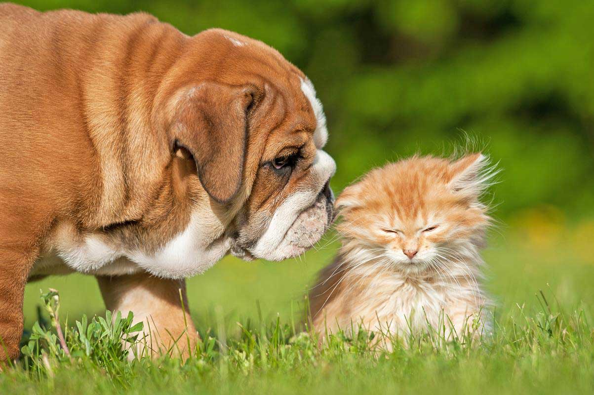 Puppy & Kitten Care Salem, OR