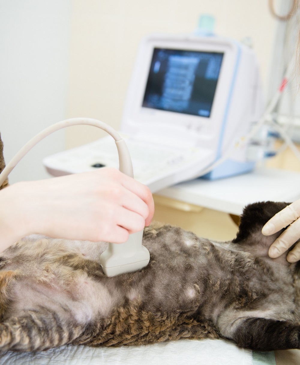 Ultrasound Salem, OR